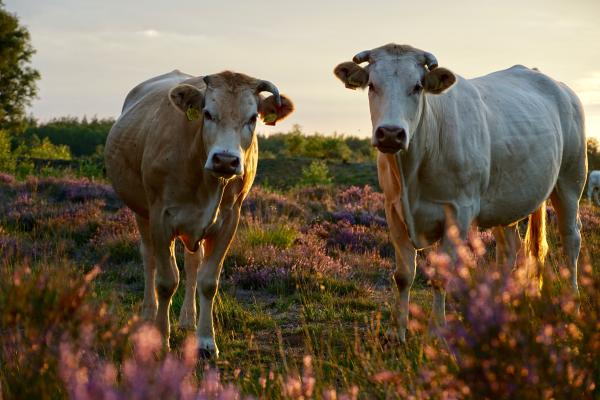 Koeien op de Cartierheide